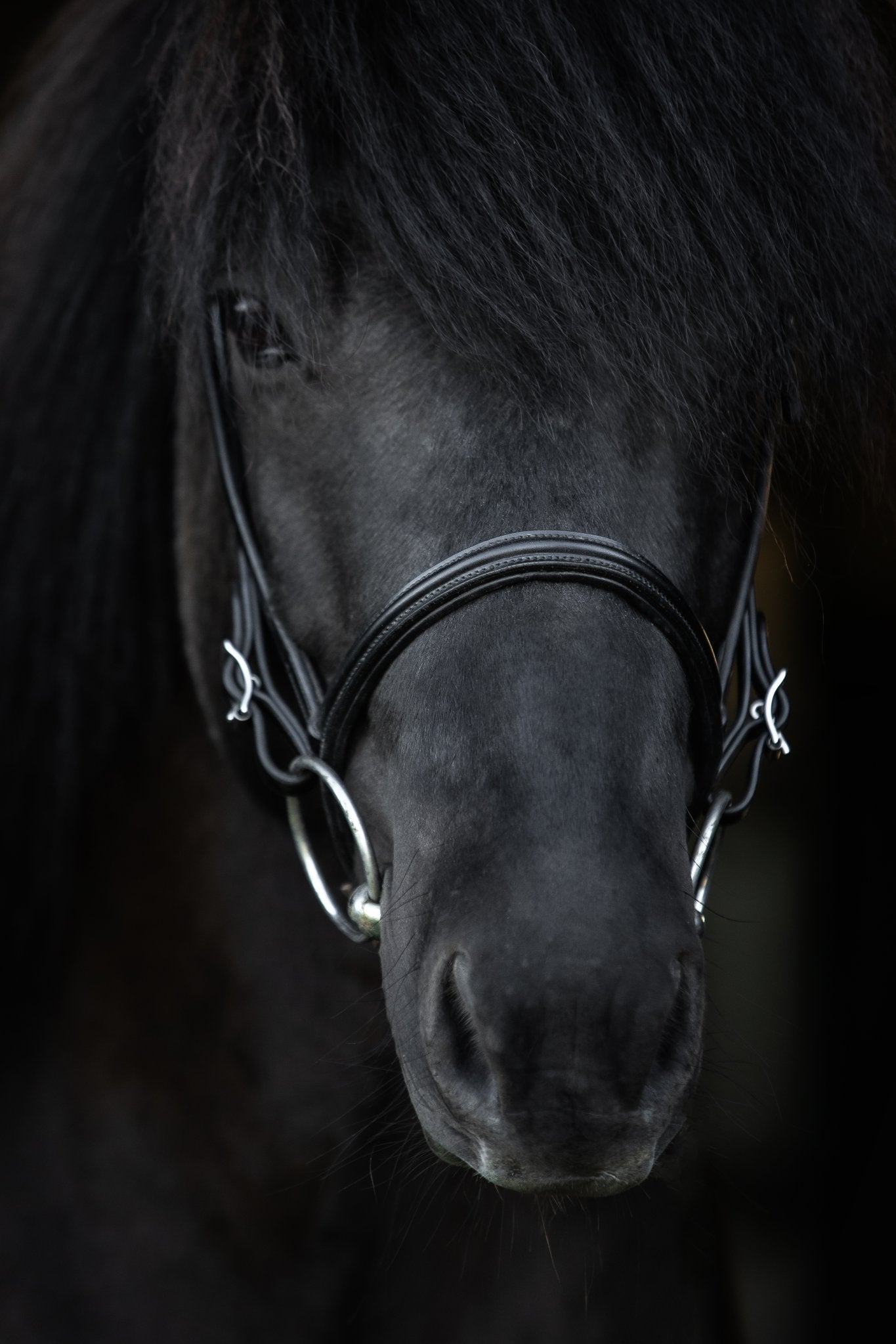 TopReiter NR "KLASSIK", englisch