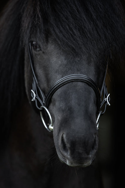 TopReiter NR "KLASSIK", englisch