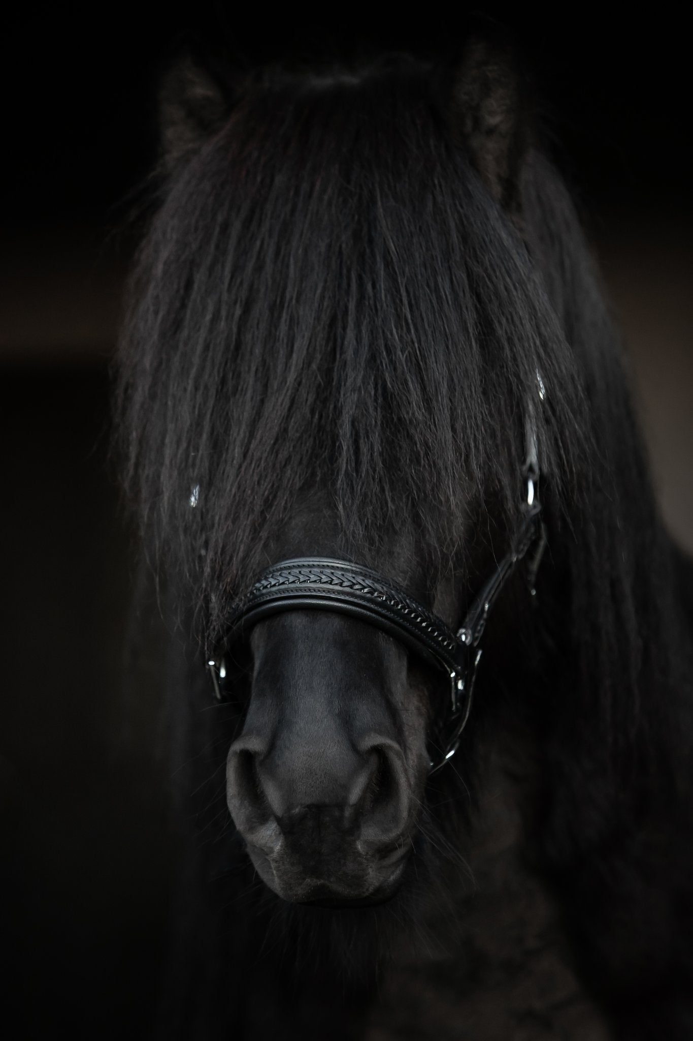 TopReiter Snillingur Leder Halfter